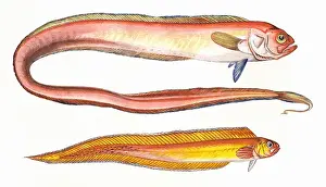 Varying Prints: Cepola macrophthalma, or Red Bandfish