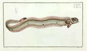 Perciform Prints: Cepola taenia or the Band-fish