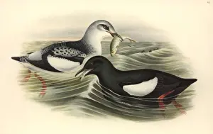 Cepphus grylle, black guillemot