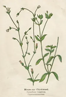 CERASTIUM VULGATUM