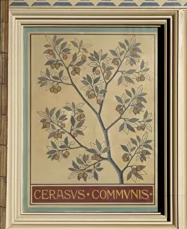 Amygdaleae Gallery: Cerasus communis, sour cherry