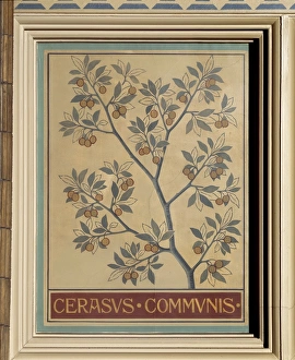 Amygdaloideae Gallery: Cerasus communis, sour cherry