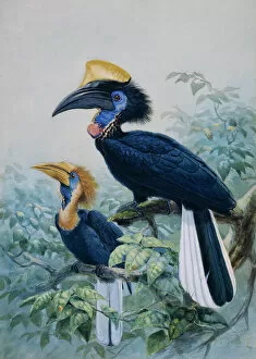 Branch Collection: Ceratagymna elata, yellow-casqued hornbill