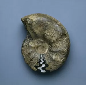 Ammonitida Collection: Ceratites nodosus, ammonoid