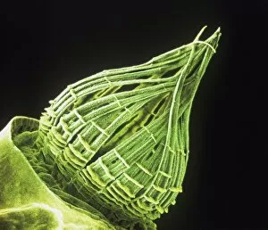 Microscope Image Gallery: Ceratodon purpureus, ceratodon moss spore capsule