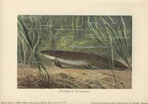 Tiere Gallery: Ceratodus latissimus, extinct sarcopterygiian