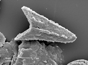 Celled Collection: Ceratolithoides aculeus, coccolith