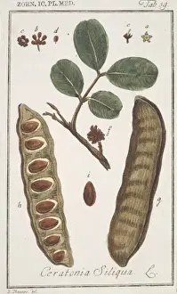 Fabaceae Prints: Ceratonia siliqua, carob bean tree