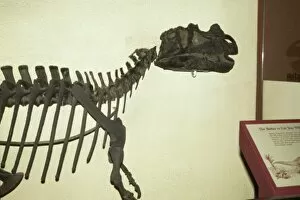 Bipedal Collection: Ceratosaurus