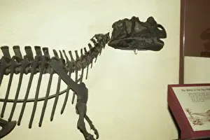 Horned Prints: Ceratosaurus