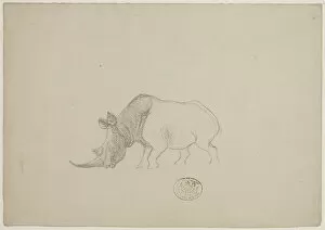 Images Dated 6th August 2018: Ceratotherium simum, white rhinoceros
