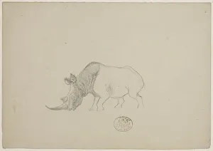Images Dated 6th August 2018: Ceratotherium simum, white rhinoceros