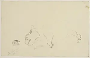 Ceratotherium simum, white rhinoceros