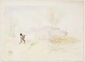 Ceratotherium simum, white rhinoceros
