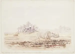Ceratotherium simum, white rhinoceros