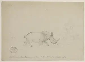 Ceratotherium simum, white rhinoceros