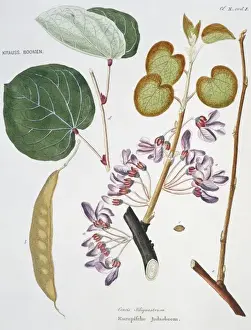Cercis siliquastrum, Judas tree