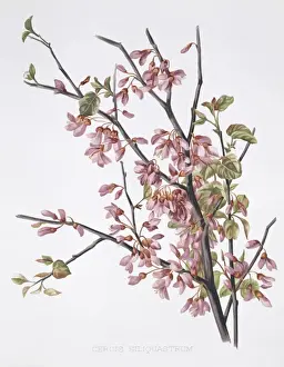 Legume Prints: Cercis siliquastrum, Judas tree
