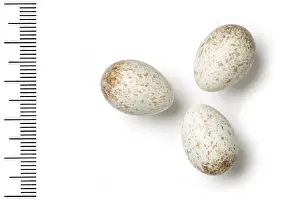 Eggshell Prints: Cercomela melanura, blackstart