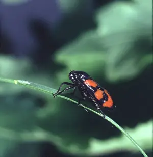Cercopis vulnerata, black and red froghopper