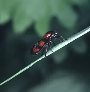 Cercopis vulnerata, black and red froghopper