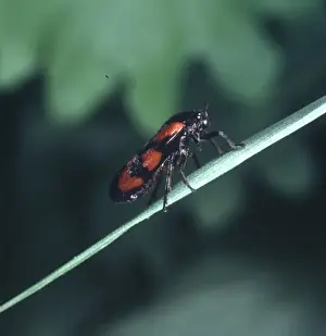 Macquitty Prints: Cercopis vulnerata, black and red froghopper