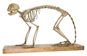 Arboreal Gallery: Cercopithecus mona, mona monkey