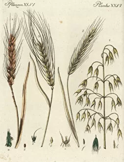 Bertuch Collection: Cereal grains