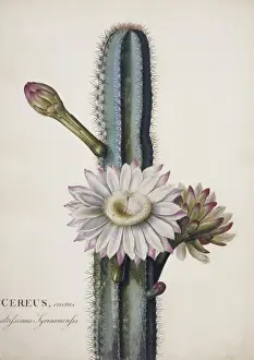 Spike Prints: Cereus hexagonus, lady of the night cactus