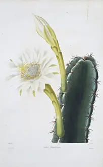 Caryophyllales Prints: Cereus perrotetianus, lady of the night cactus