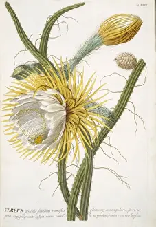 Ehret Prints: Cereus sp. cactus
