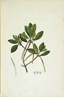 Ceriops tagal, yellow mangrove tree