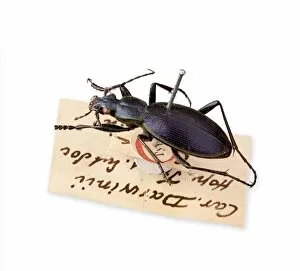 Beetles Collection: Ceroglossus Beetle