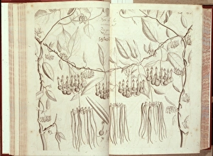 Ceropegia candelabrum, ceropegia Ceropegia candelabrum, ceropegia