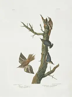 Creeper Prints: Certhia americana, brown creeper, Sitta pygmaea, pygmy nutha