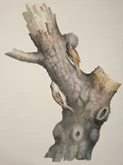 Macgillivray Prints: Certhia familiaris, Eurasian treecreeper