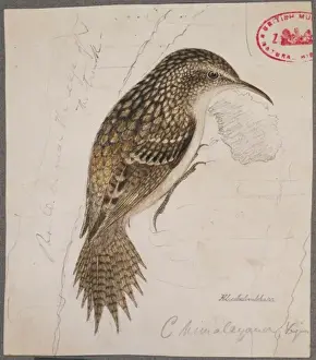 Spike Prints: Certhia himalayana, himalayan treecreeper