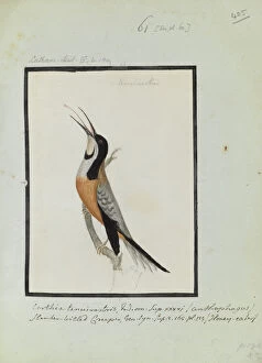 Images Dated 25th October 2013: Certhia tenuistris, Latham Collection vol. 3