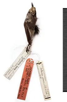 Warbler Prints: Certhidea olivacea fusca, warbler-finch