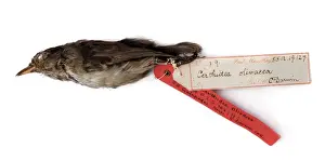 Darwin200 Prints: Certhidea olivacea, warbler-finch