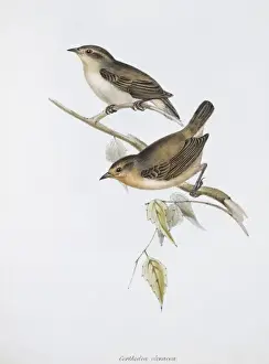 Certhidea olivacea, warbler-finch