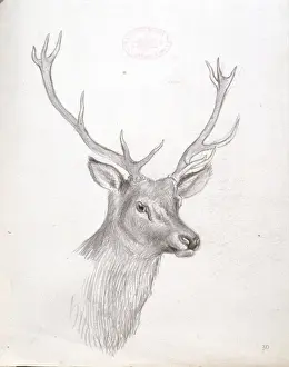 Cervidae (family), deer
