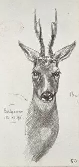 Antler Gallery: Cervidae (family), deer