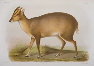 Cervidae Prints: Cervulus lacrymans
