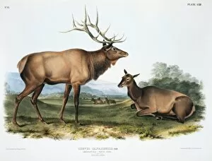 Antler Gallery: Cervus elaphus, red deer