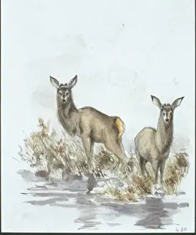 Cervus elaphus, red deer