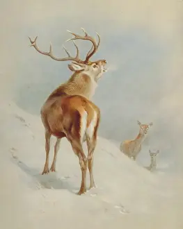 Cervus elaphus, red deer