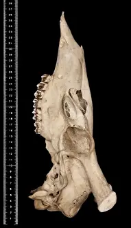 Cervus unicolor brookei