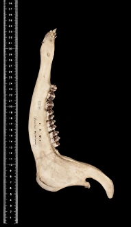 Ungulate Gallery: Cervus unicolor brookei