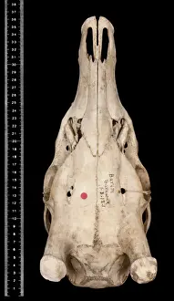 Cervus unicolor brookei